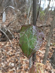 Marmara smilacisella