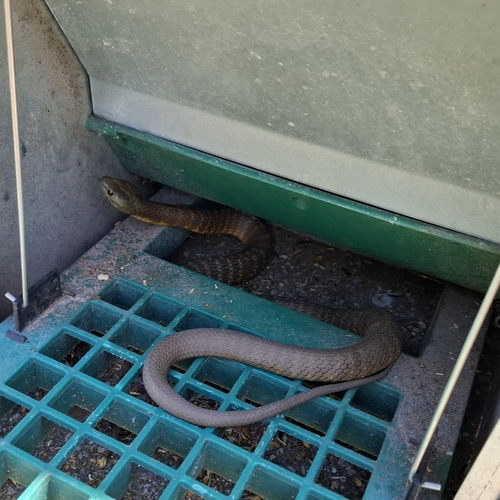 Tiger Snake sighting