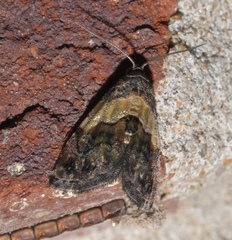 Tripudia balteata