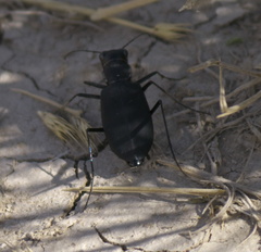 Cicindela obsoleta obsoleta