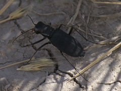 Cicindela obsoleta obsoleta