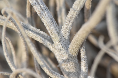 Tillandsia landbeckii Phil.