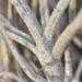 Tillandsia landbeckii - Photo (c) Joey Santore, some rights reserved (CC BY-NC), uploaded by Joey Santore