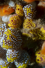 Botrylloides magnicoecus