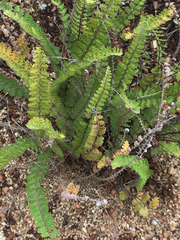 Astrolepis sinuata sinuata