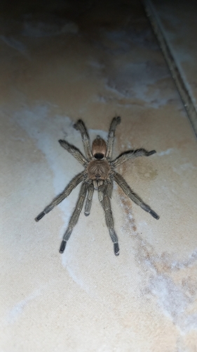 Exilis Bronze Tarantula