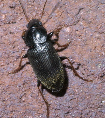 Amphasia sericea