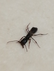 Odontomachus