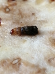 Coleoptera