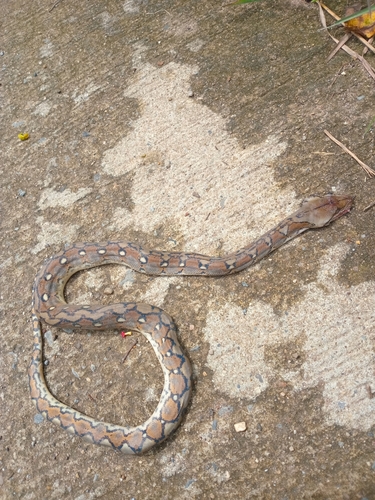 Reticulated Python