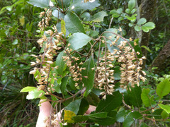 Pterophylla sylvicola