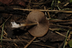 Candolleomyces candolleanus