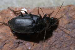 Amphasia sericea