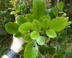 Pterophylla sylvicola