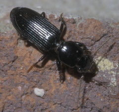 Clivina dentipes
