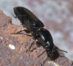 Clivina dentipes