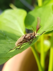 Callirhipidae