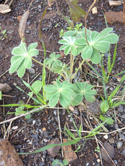 Lupinus pilosus