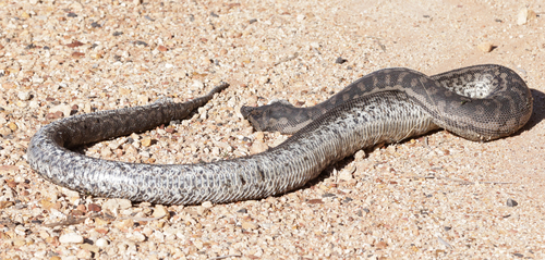 Inland Carpet Python sighting