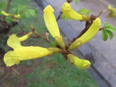 Bignoniaceae