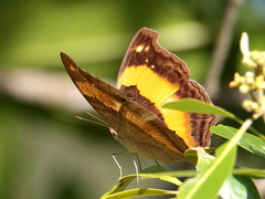 Yoma sabina