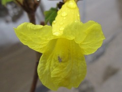Bignoniaceae