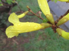 Bignoniaceae