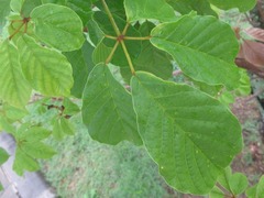 Bignoniaceae