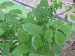 Bignoniaceae