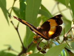 Yoma sabina