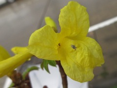 Bignoniaceae
