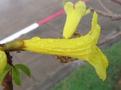 Bignoniaceae