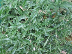 Andrographis paniculata