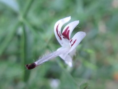 Andrographis paniculata