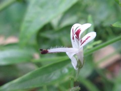 Andrographis paniculata
