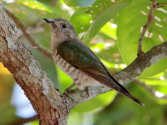 Chrysococcyx minutillus