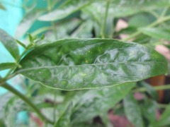 Andrographis paniculata