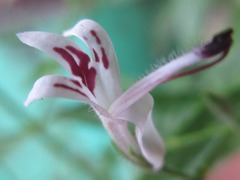 Andrographis paniculata