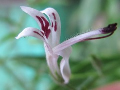 Andrographis paniculata