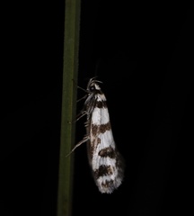 Philobota impletella