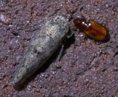 Elaphropus
