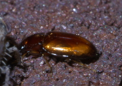 Elaphropus