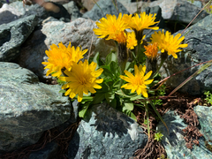 Scorzoneroides montana