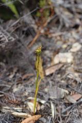 Orthoceras