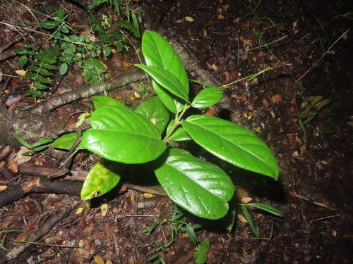 Mandevilla pubescens, photograph 2