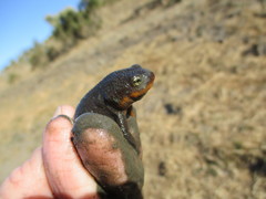 Taricha granulosa
