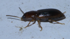 Acupalpus indistinctus