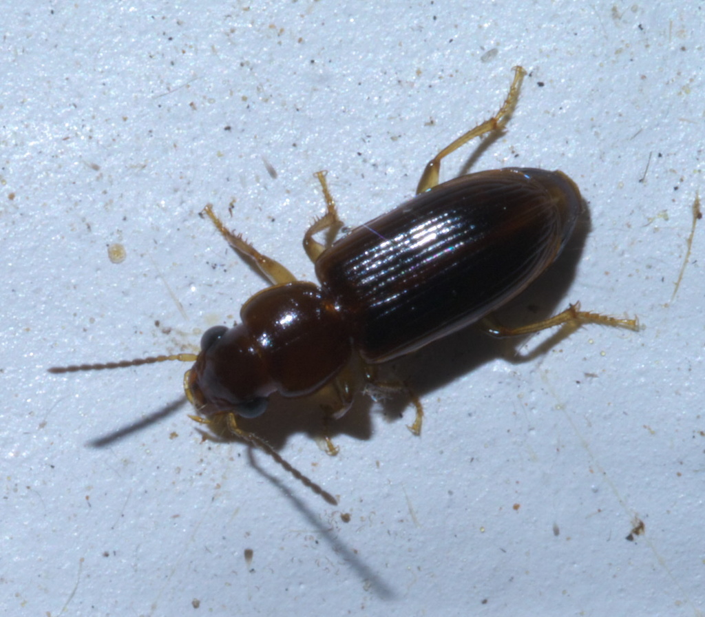 Indistinct Harp Ground Beetle