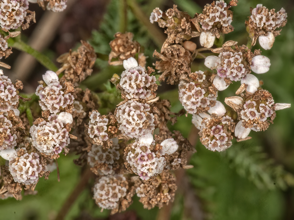 Achillea crithmifolia