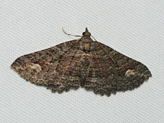 Eucymatoge scotodes